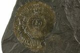 Dactylioceras Ammonite Cluster - Posidonia Shale, Germany #180359-2